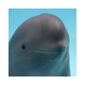 smiling dolphin
