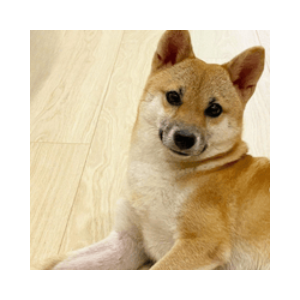 Pochita (pochita.biz)