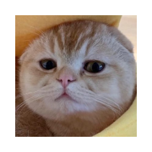 TAOCat by Virtuals & Masa